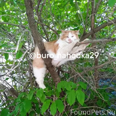 Пропал кот Рыжун, Привокзальный район