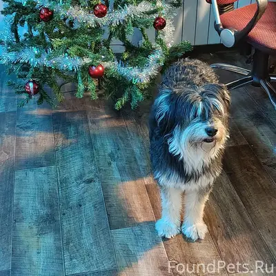 Пропала собака Бони, район Нагорной 2