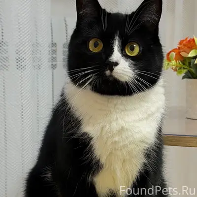 Пропала кошка, Новый городок