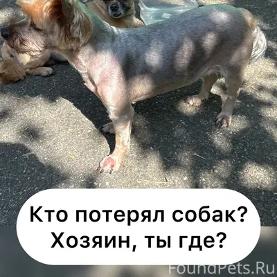 Найденны две собаки, город Ставрополь
