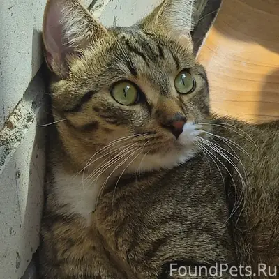 Пропал кот, район ул. Алтаева 11