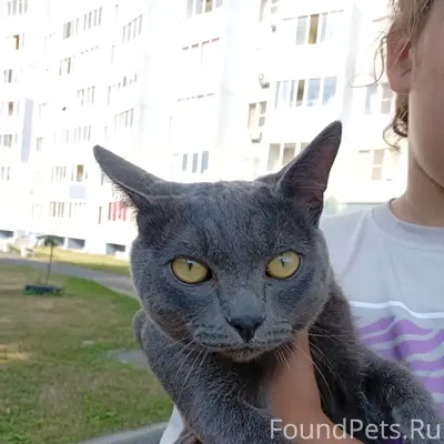 Найдена кошка, Барнаул