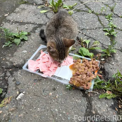 Найден котёнок, Союзная