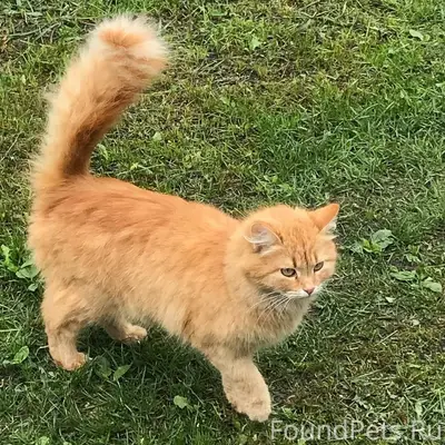 Пропал кот, Запрудовка, Восточная 58