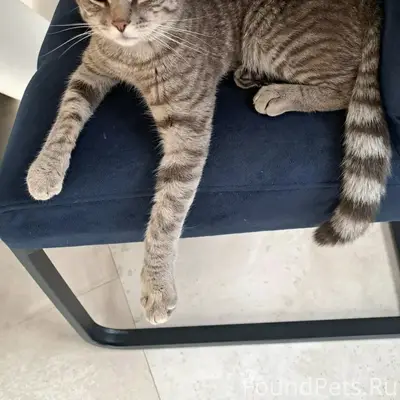 Найден кот, деревня Рябеево