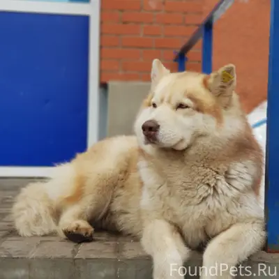 Пропал Арчи, район ул. Молодёжная