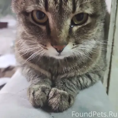 Пропала кошка, район улицы Завокзальная