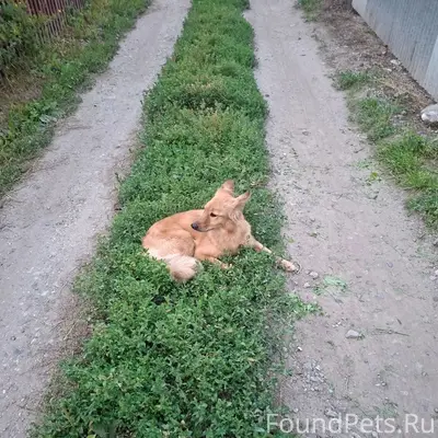 Найденна собака, за Геодезией