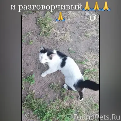 Найден кот, Самара