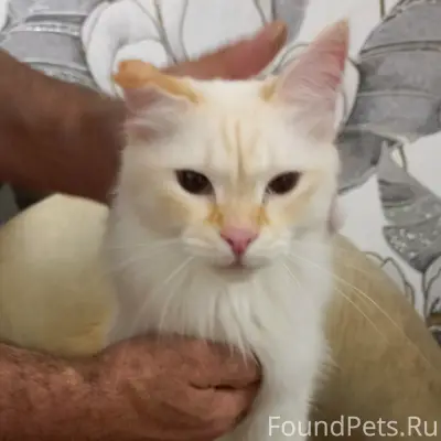 Пропал кот, Коммунистической 12