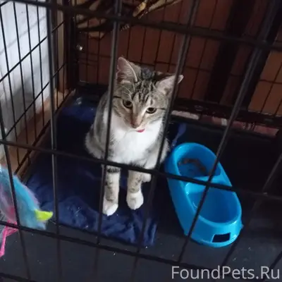 Найден котёнок, Вербовский