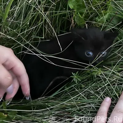 Найден котёнок