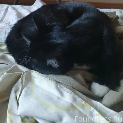 Найдена кошка, Нахимова 4 (а)
