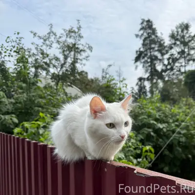 Пропала белая кошка