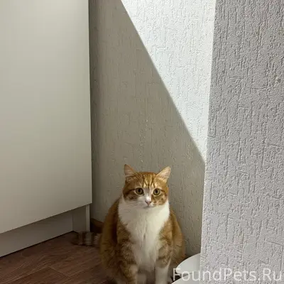 Пропал кот, район метро Измайловская