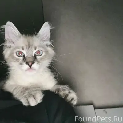 Пропал котёнок Дымок