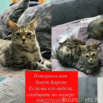 Пропал метис бенгала Барсик, район Урицкого