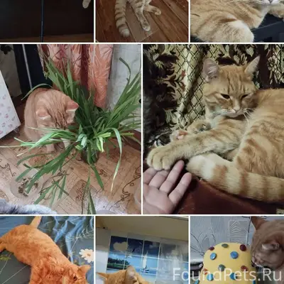 Пропал кот Филя, Проспект Победы 52