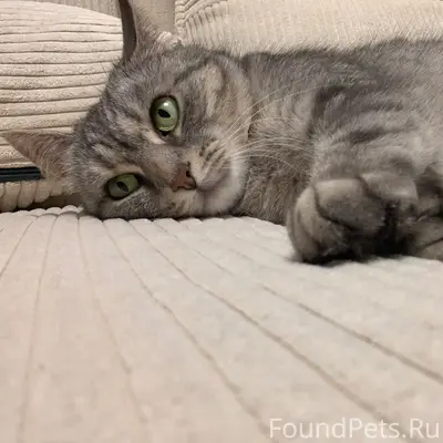 Пропала кошка Мурка, улица Зеленая
