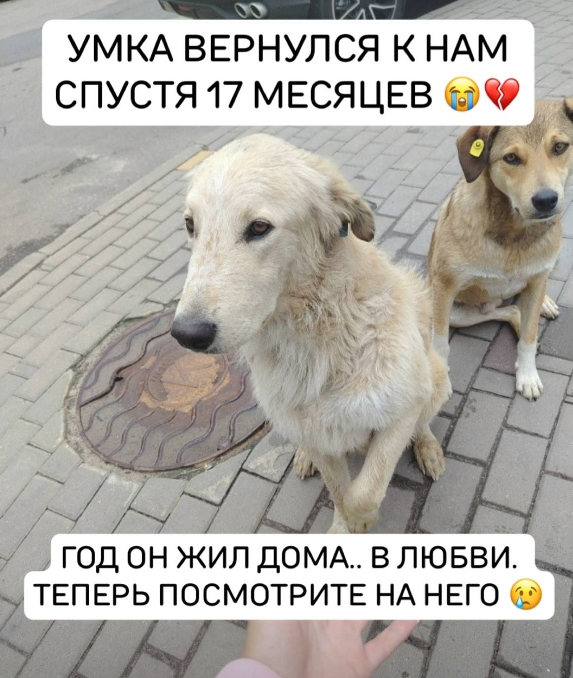 Найден пёс Умка, Воронеж