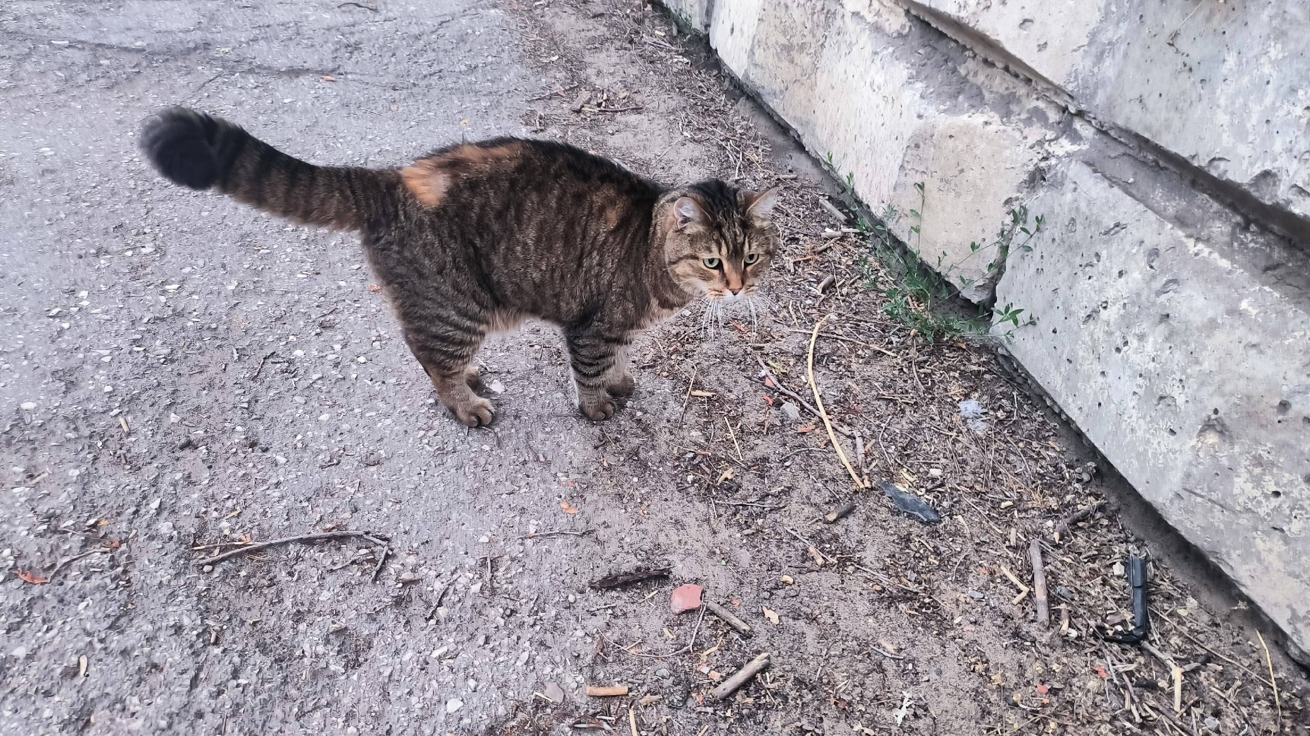 Пропал кот, Комса