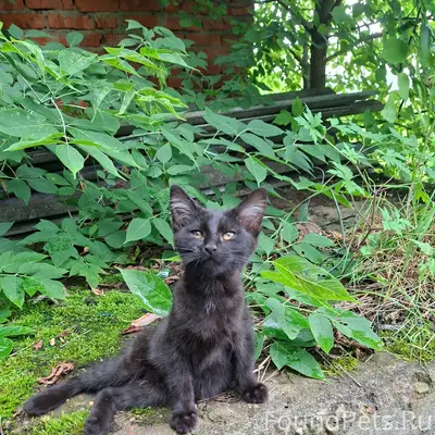 Найден котёнок (девочка), Михнево