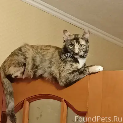 Пропала кошка Юся, Сукромка 5