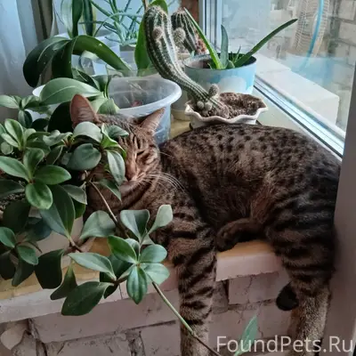 Пропала кошка Маркиса-Мася, Новая Алексеевка