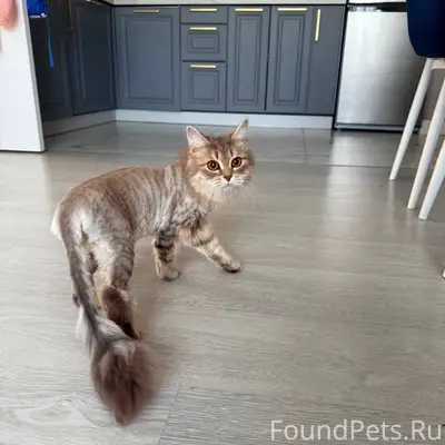 Найдена кошка, улица Вересова