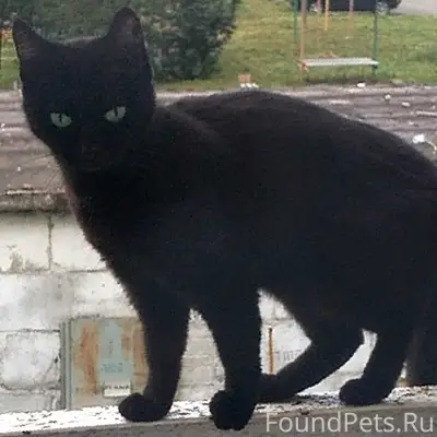 Пропала кошка, район Мира 6