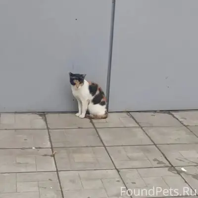 Найдена кошка, Коломна, район 8 школы