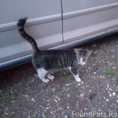 Найден домашний кот, Тверь