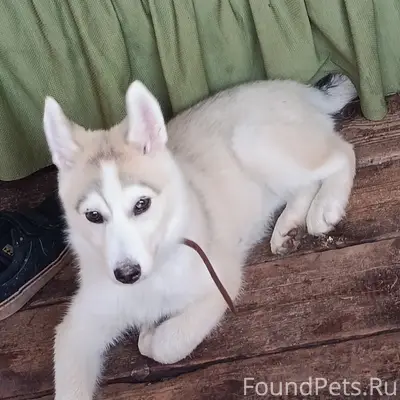 Пропала собака Буся, Лесозавод