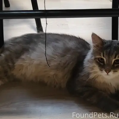 Найден кот, Сновицы