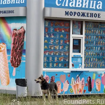 Найденна собака, район Димитрова