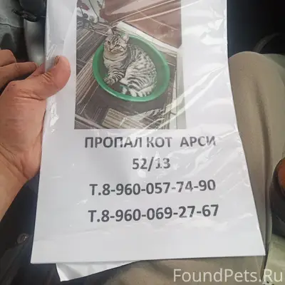 Пропал кот, 52/13