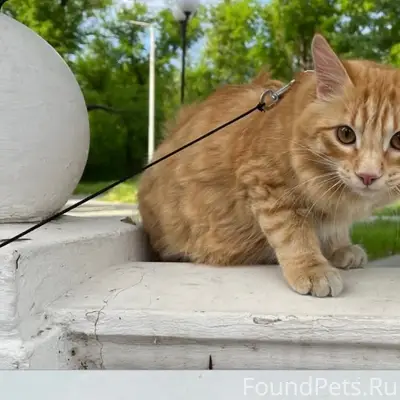 Пропал рыжий кот Персик, район Новосибирской
