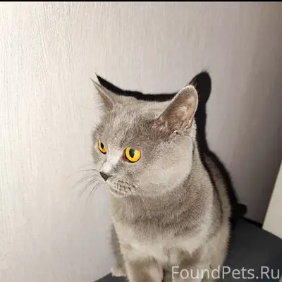 Пропала кошка Буся! Нашедшему вознаграждение гарантированно!