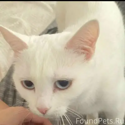 Пропала белая кошка, Озёры