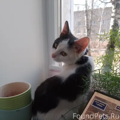 Пропала кошка, район тц Фараон
