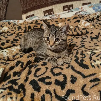 Найден котёнок, 2-й микрорайон