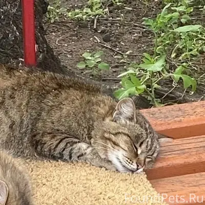 Пропала кошка, неизвестно где
