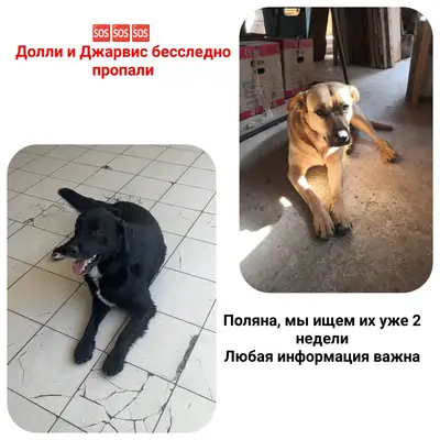 Пропали крупные собаки Долли и Джарвис, Красная Поляна