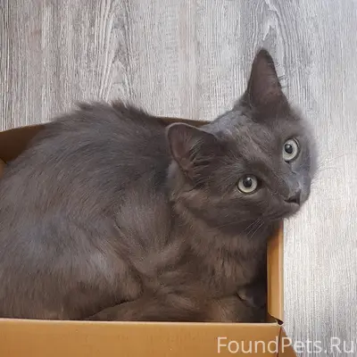Пропал котёнок Дыма, ул. Космонавтов