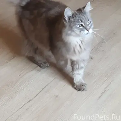 Пропала кошка, ул. Валовая