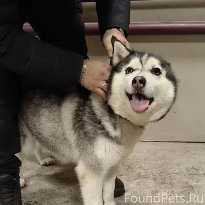 Пропала Хаски Альфа, д. Волосово