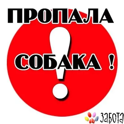 Пропала собака, 909 квартал