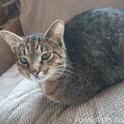 Пропала кошка, Верхнее Сельцо