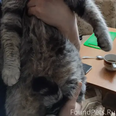Пропали кошки Варя, Мэрлин и Дымка, Заводская улица