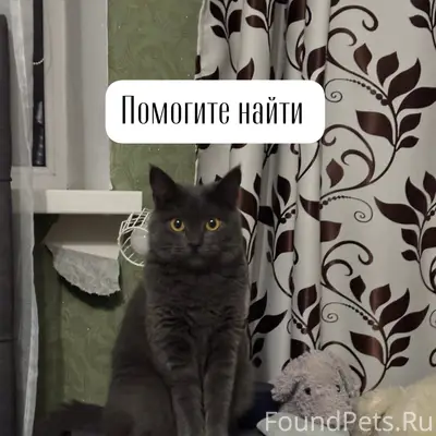 Пропала кошка Дуся, г. Ставрополь